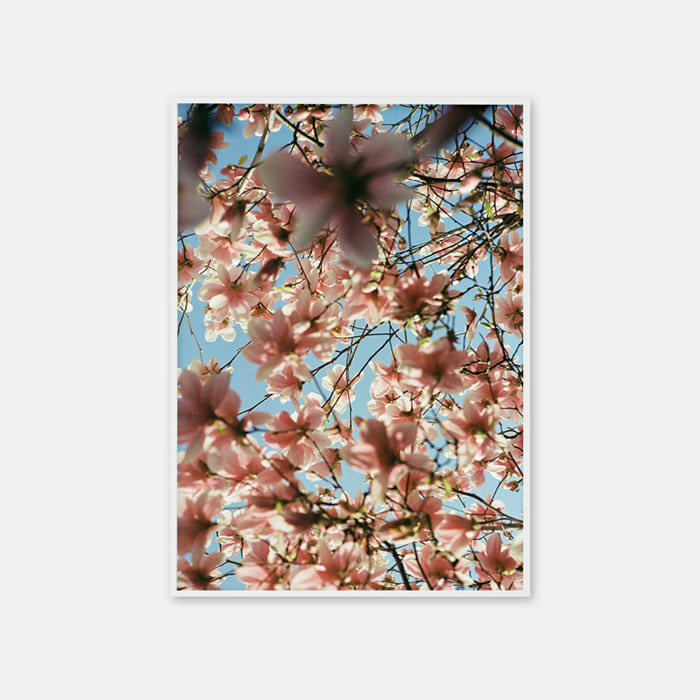 magnolia 0001 포스터